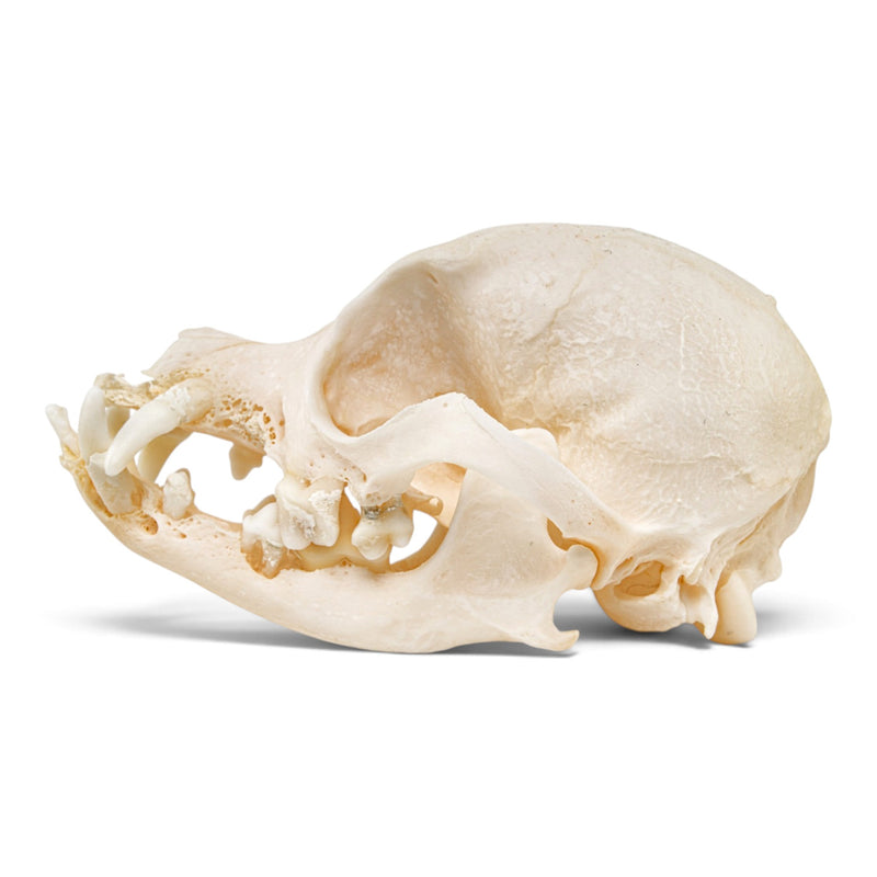Real Domestic Dog Skull - Periodontal