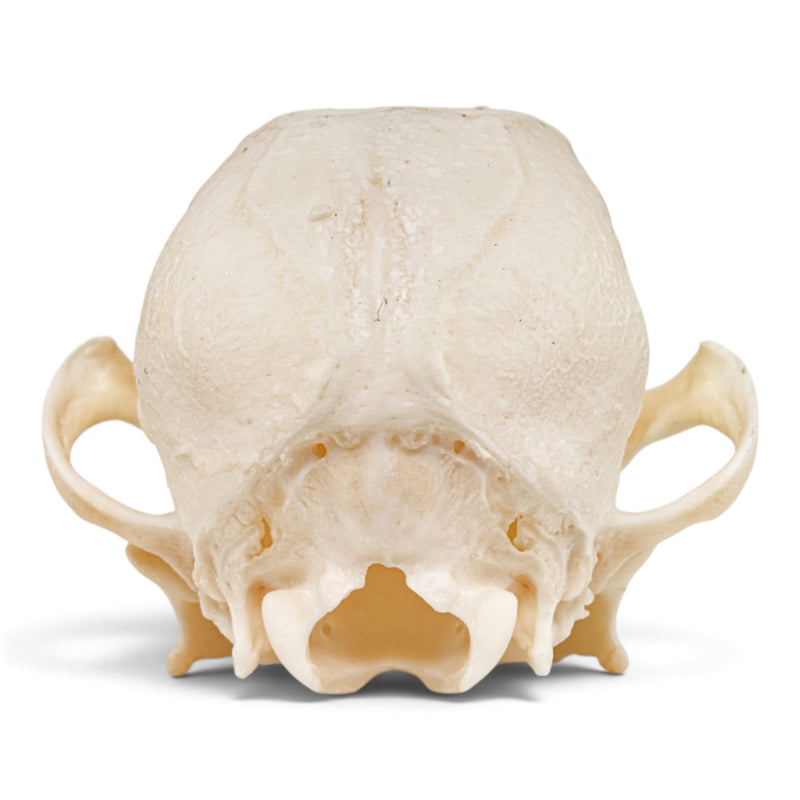 Real Domestic Dog Skull - Periodontal