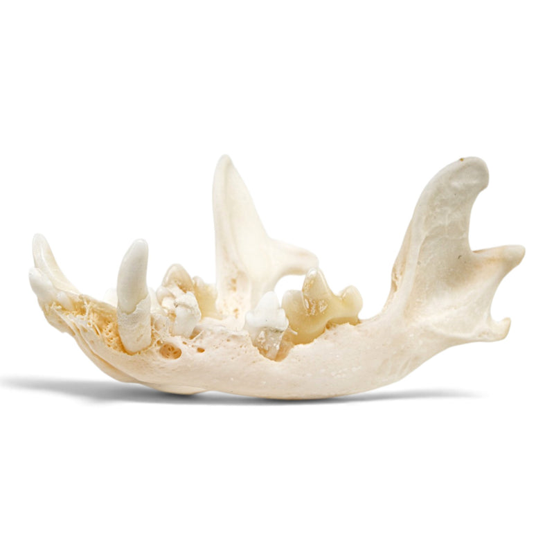Real Domestic Dog Skull - Periodontal