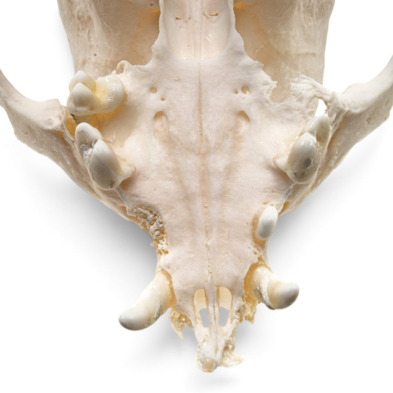 Real Domestic Dog Skull - Periodontal