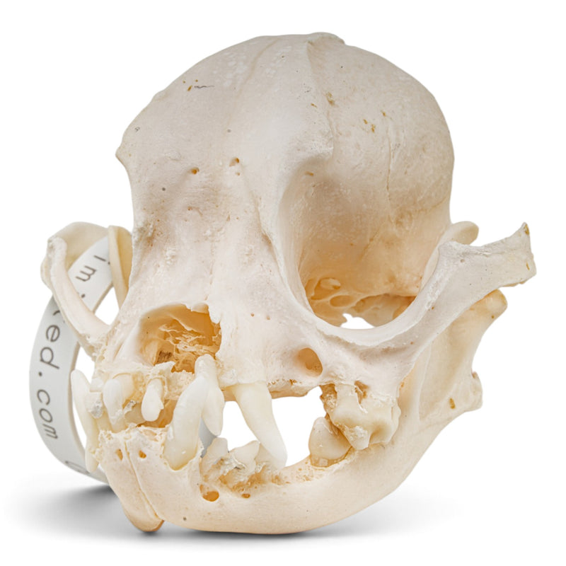 Real Domestic Dog - Pug Skull