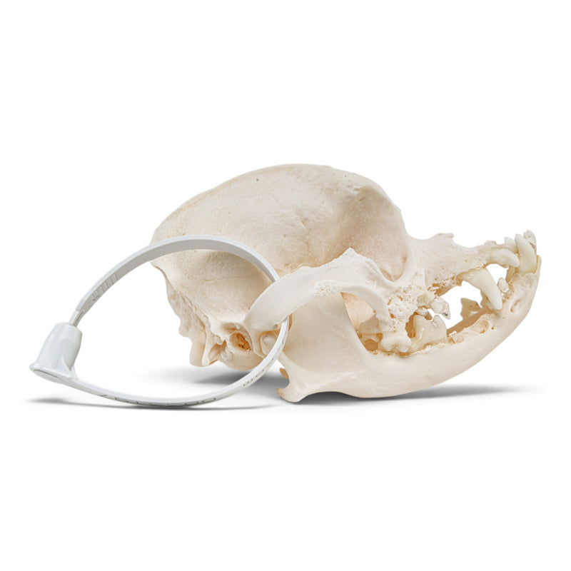 Real Domestic Dog - Pug Skull