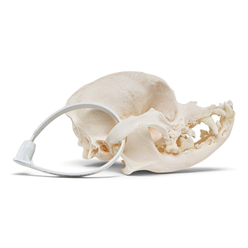 Real Domestic Dog - Pug Skull, right side