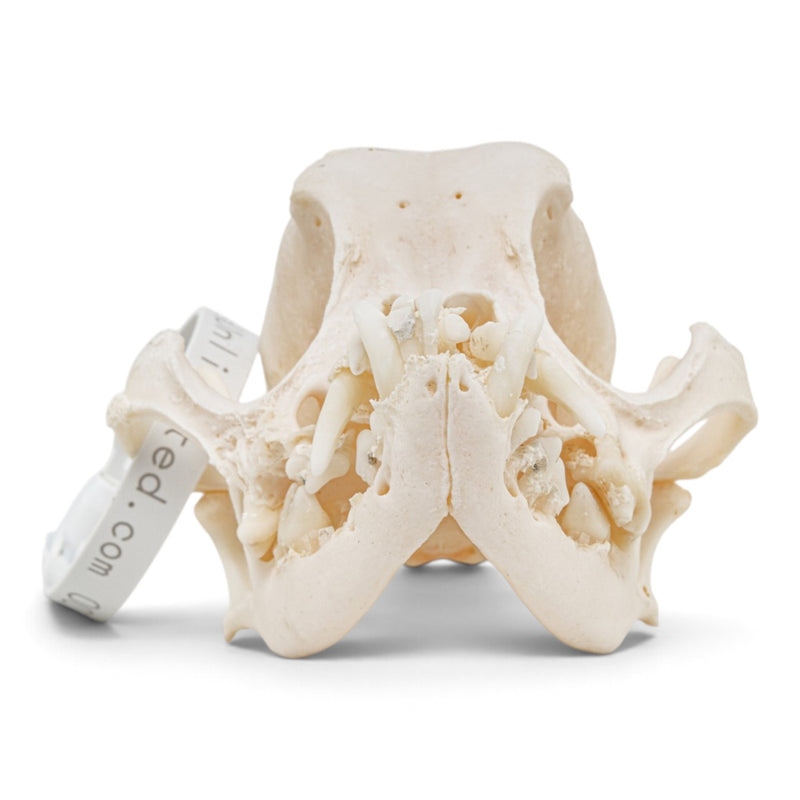 Real Domestic Dog - Pug Skull