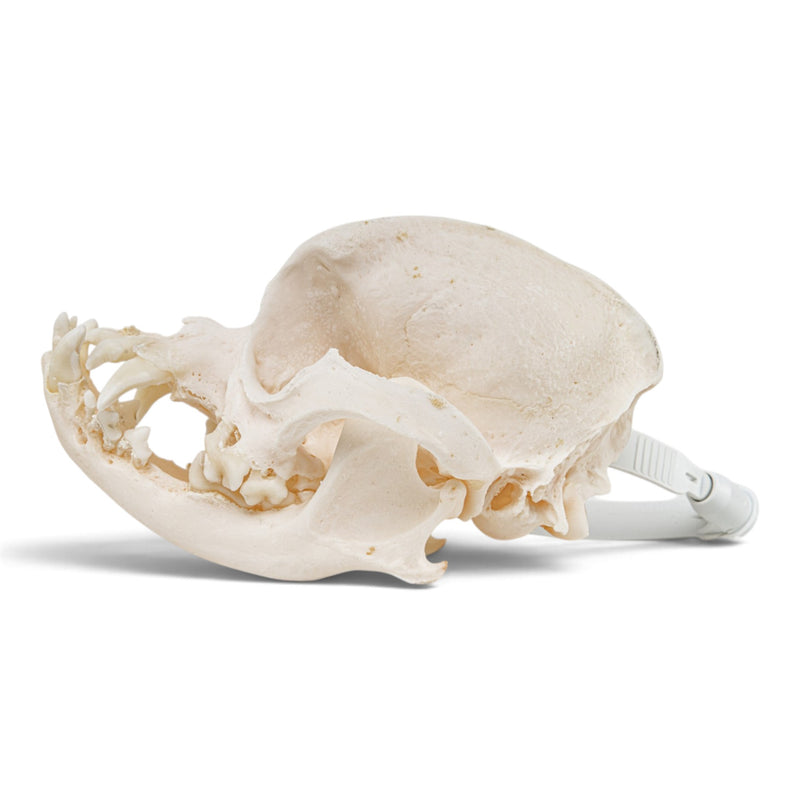 Real Domestic Dog - Pug Skull