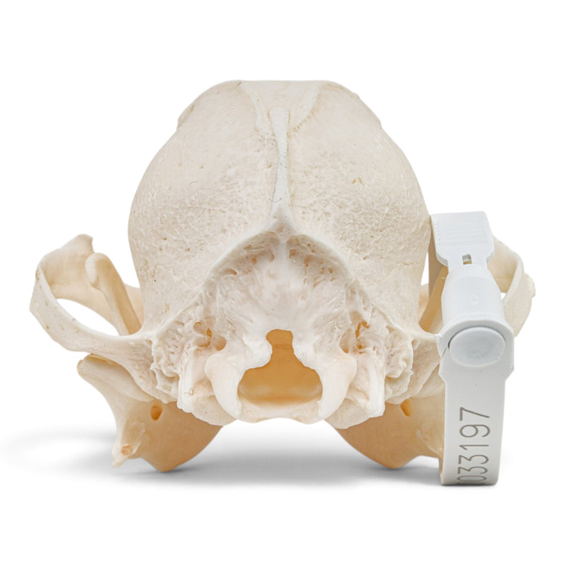 Real Domestic Dog - Pug Skull