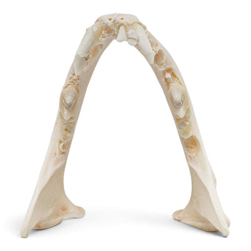 Real Domestic Dog - Pug Skull