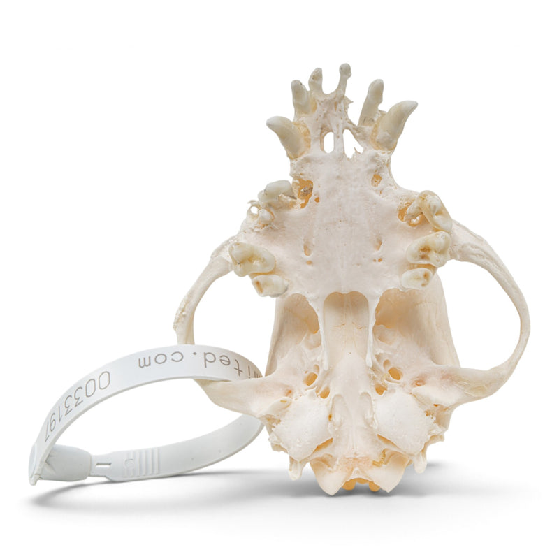 Real Domestic Dog - Pug Skull