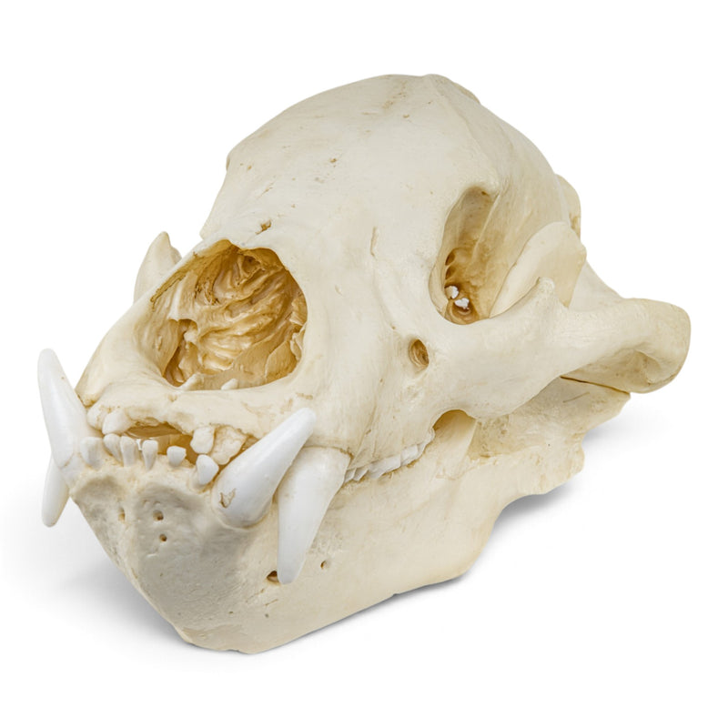 Replica Sloth Bear Skull