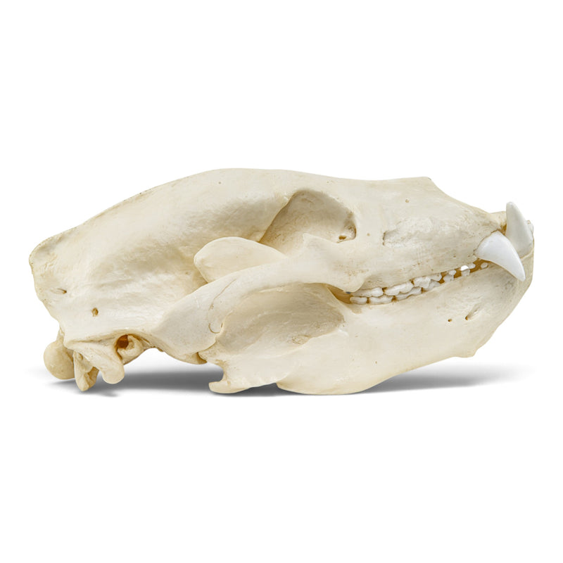 Replica Sloth Bear Skull