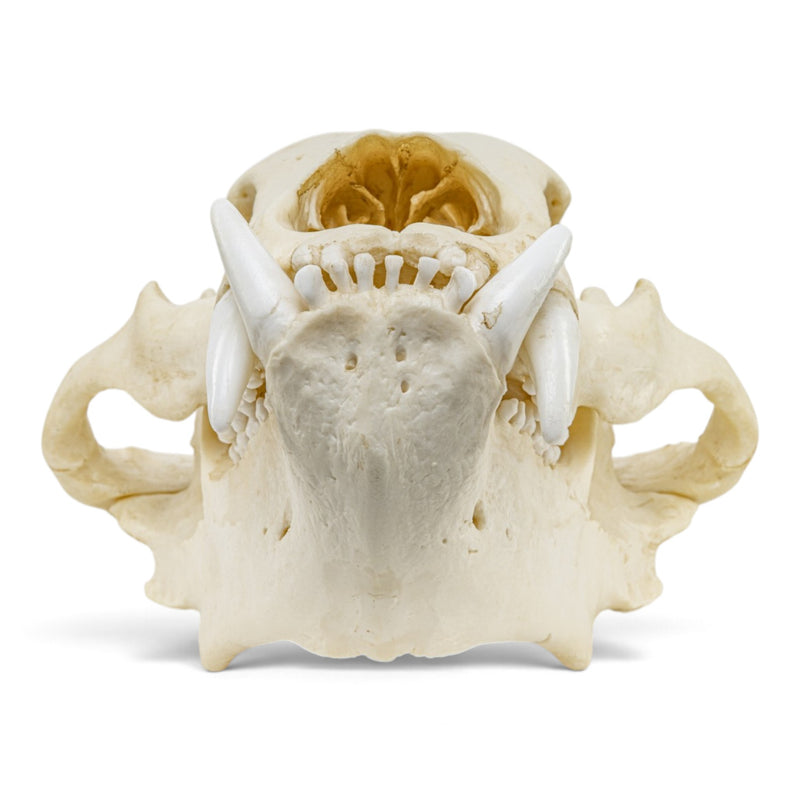 Replica Sloth Bear Skull