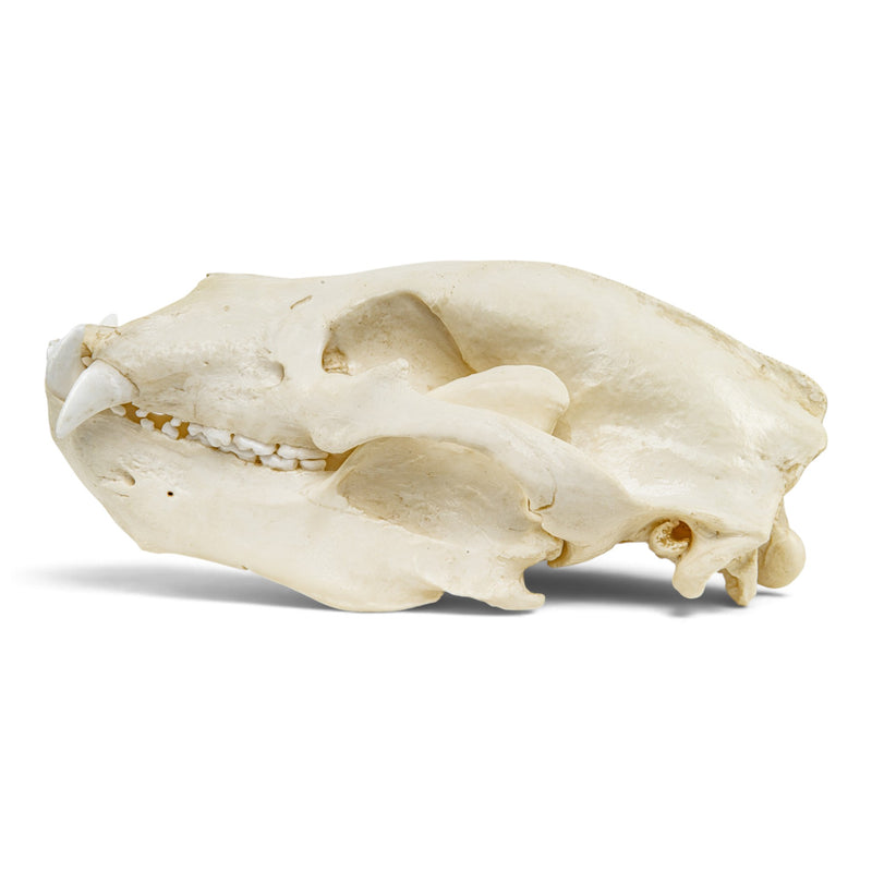 Replica Sloth Bear Skull