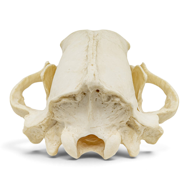Replica Sloth Bear Skull