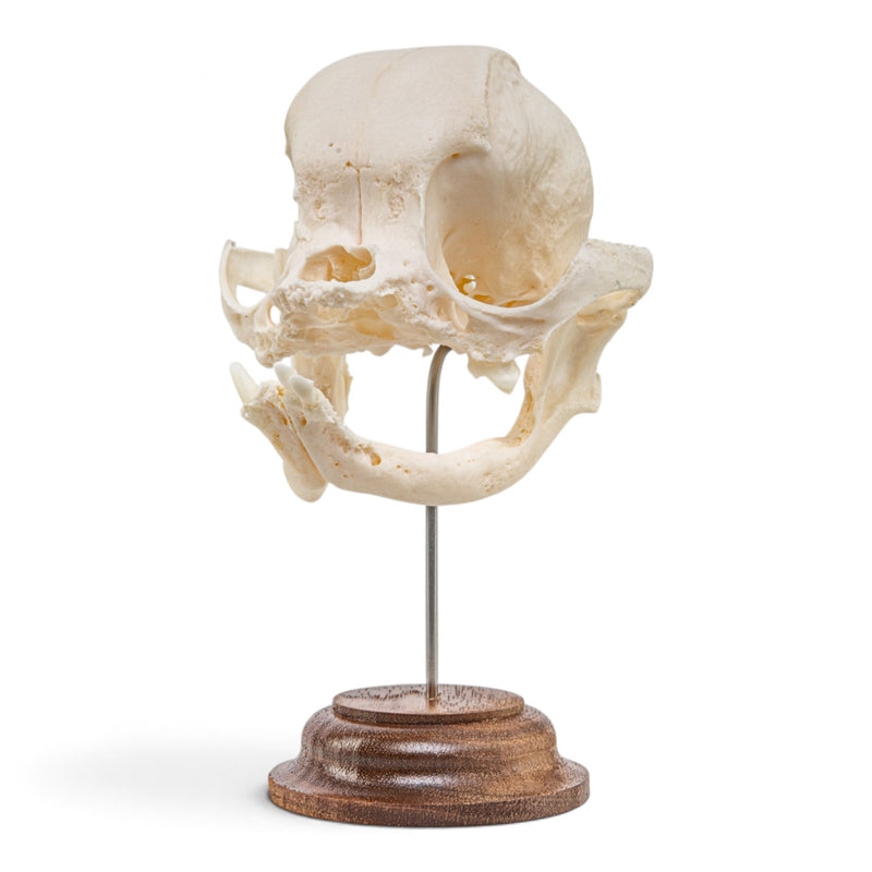 Real Domestic Dog Skull - On Stand