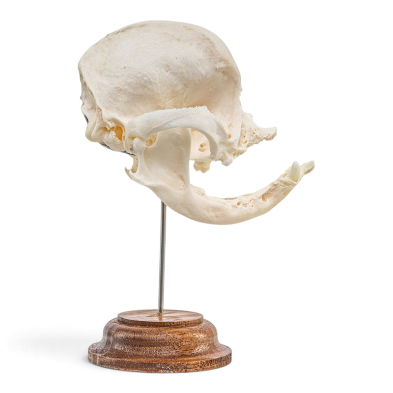 Real Domestic Dog Skull - On Stand