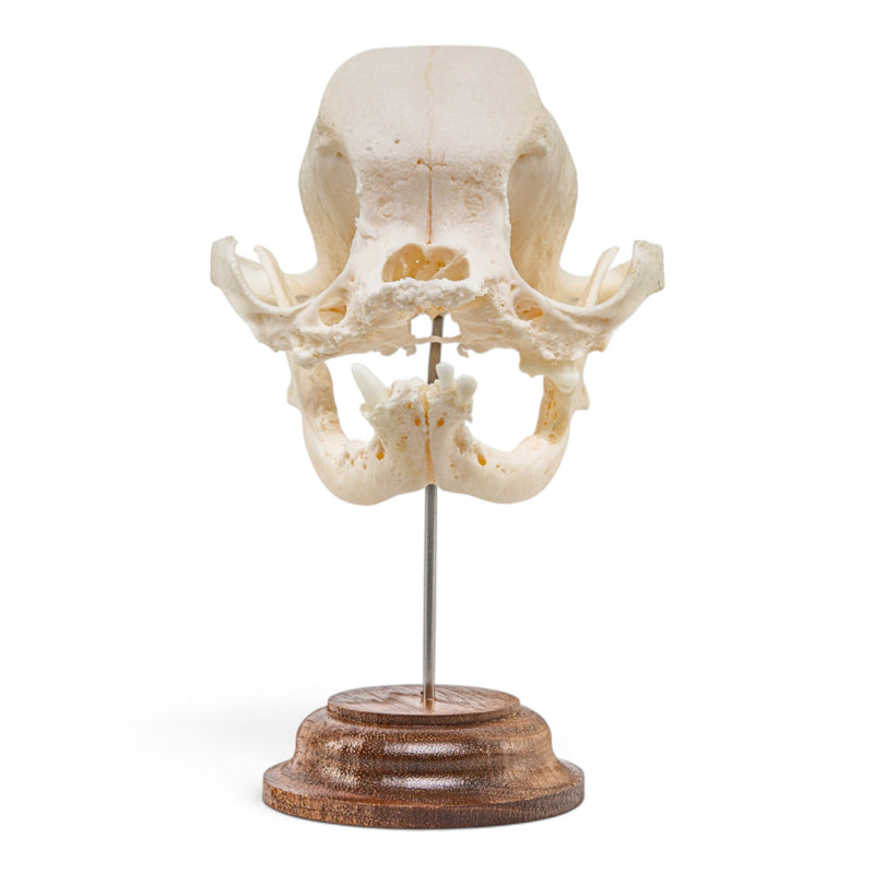 Real Domestic Dog Skull - On Stand