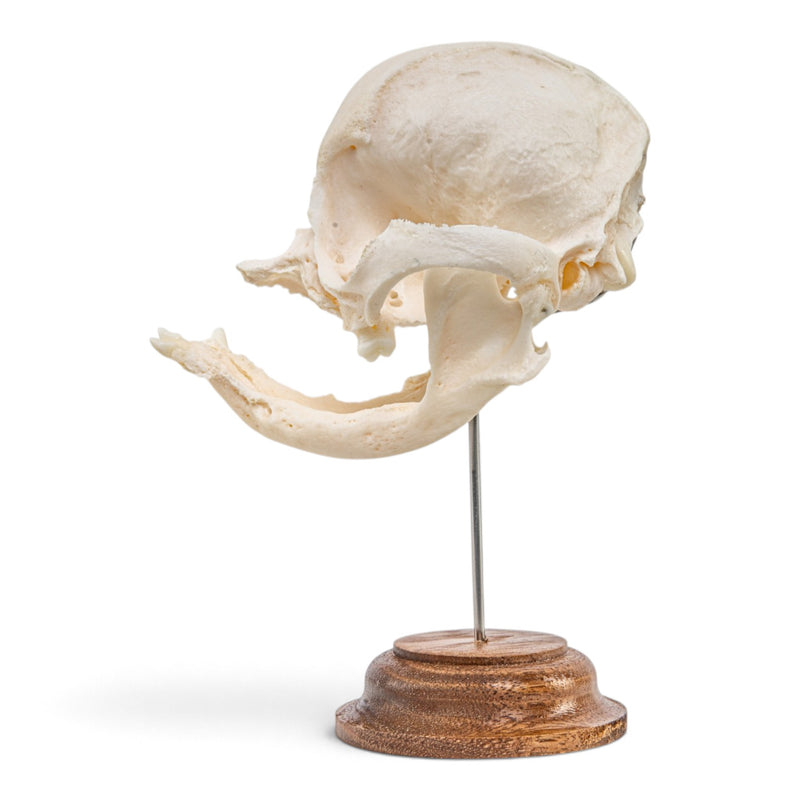 Real Domestic Dog Skull - On Stand