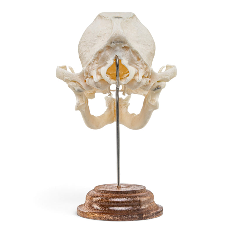 Real Domestic Dog Skull - On Stand