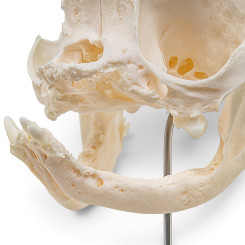 Real Domestic Dog Skull - On Stand