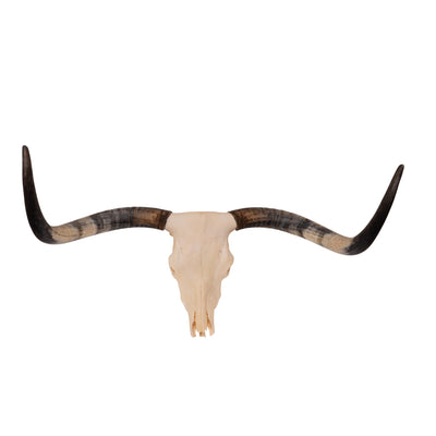 Real Longhorn Skull