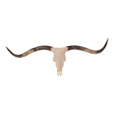 Real Longhorn Skull