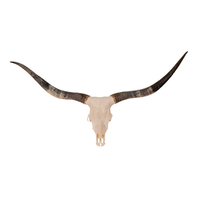 Real Longhorn Skull