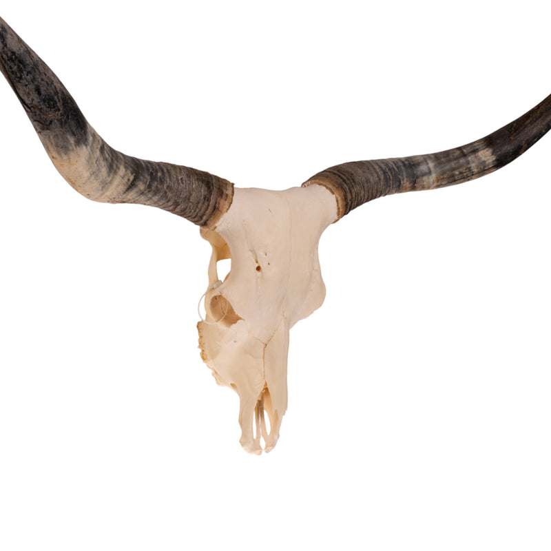 Real Longhorn Skull