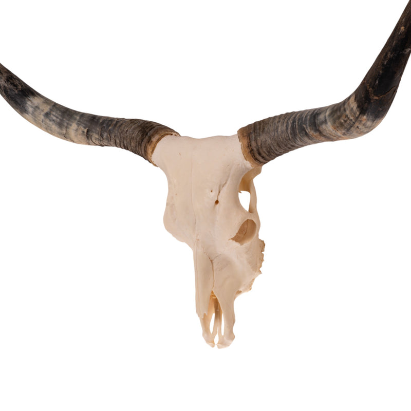 Real Longhorn Skull