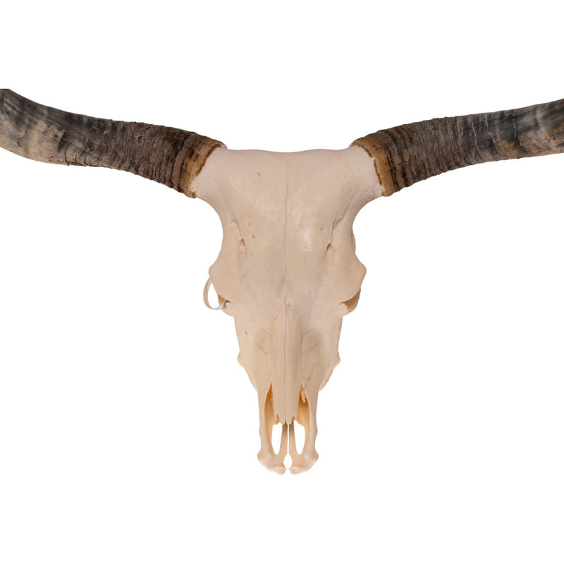 Real Longhorn Skull