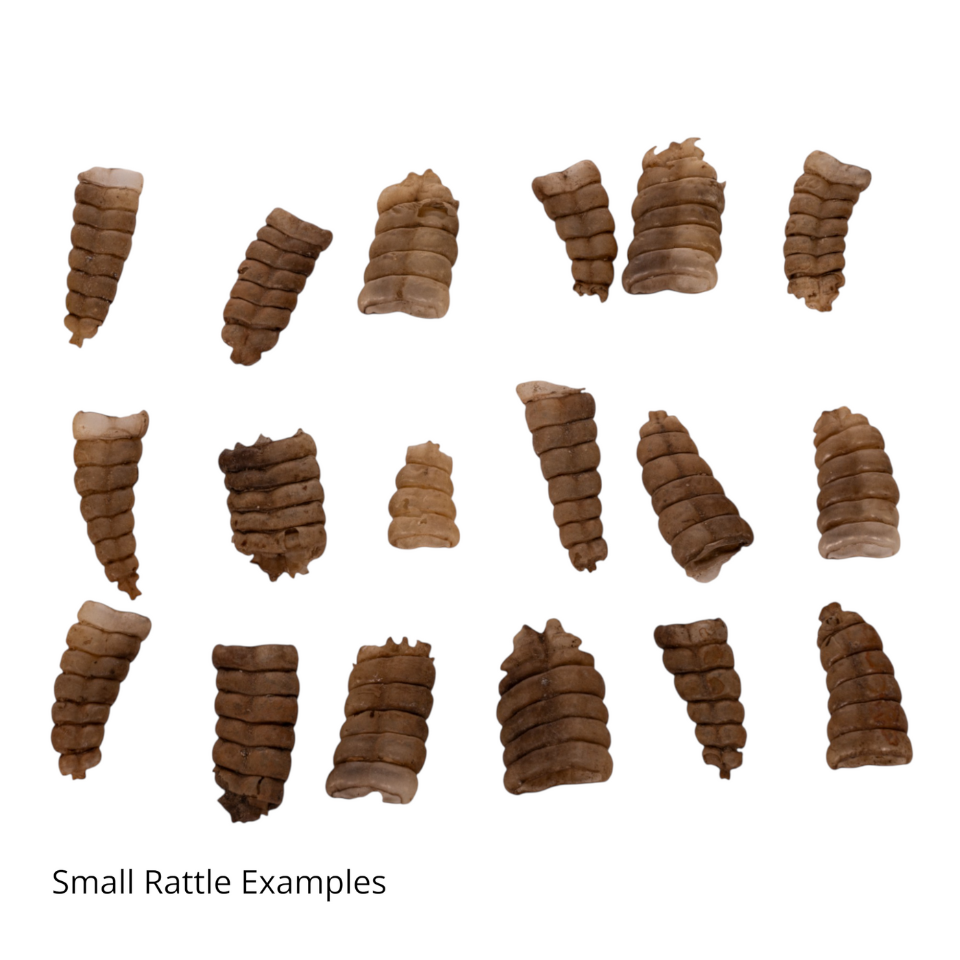 Real Rattlesnake Rattle For Sale — Skulls Unlimited International, Inc.