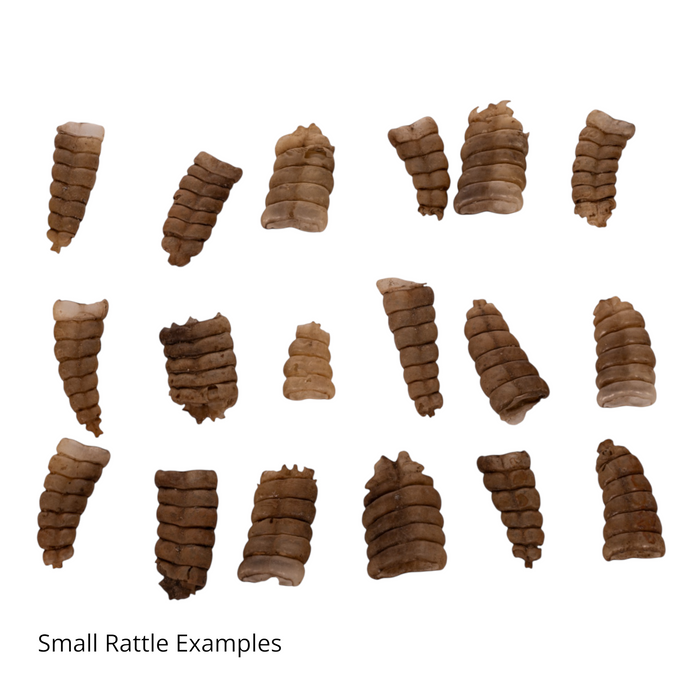 Real Rattlesnake Rattle - Single