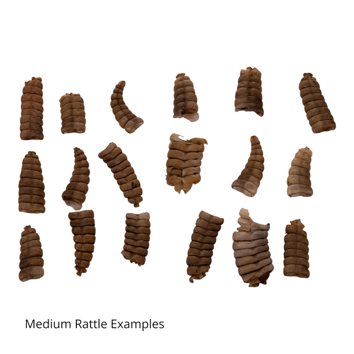 Real Rattlesnake Rattle - Single