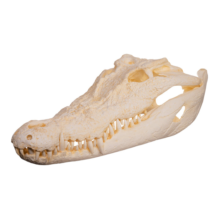 Replica Saltwater Crocodile Skull