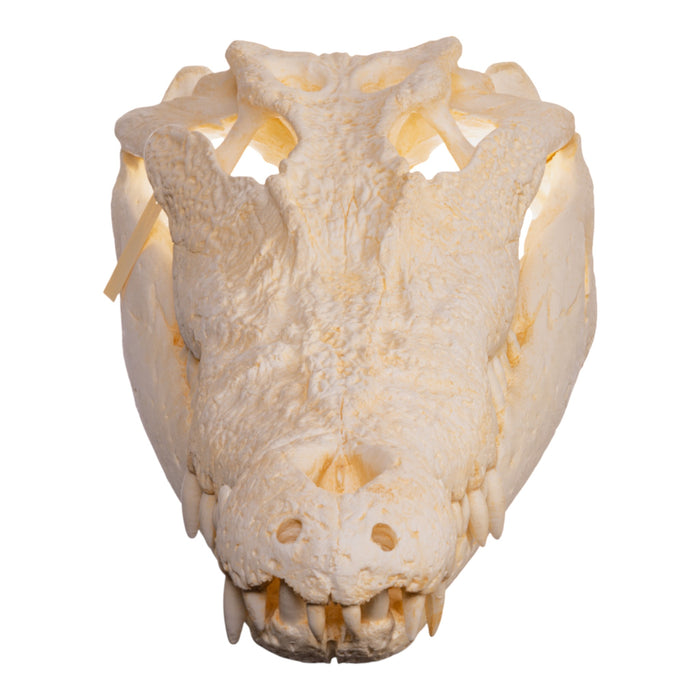 Replica Saltwater Crocodile Skull