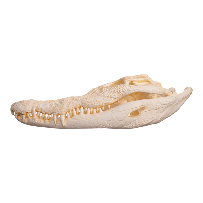 Replica Saltwater Crocodile Skull