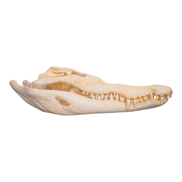 Replica Saltwater Crocodile Skull