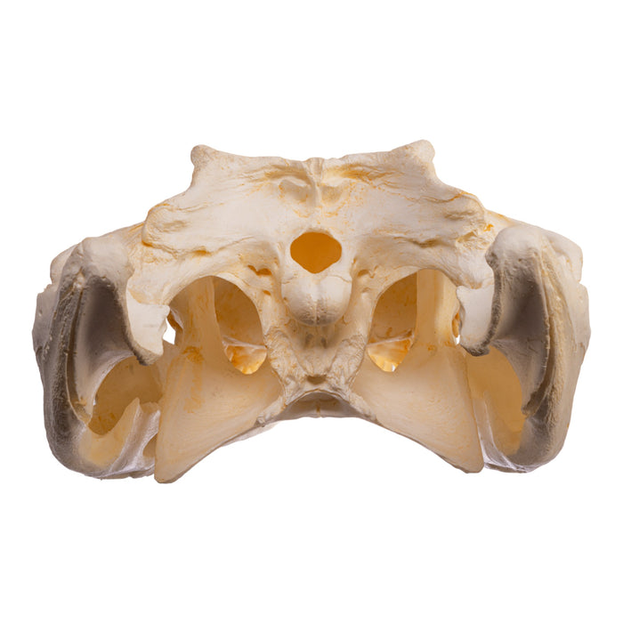 Replica Saltwater Crocodile Skull