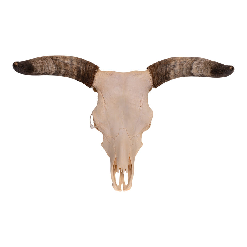 Real Longhorn Skull