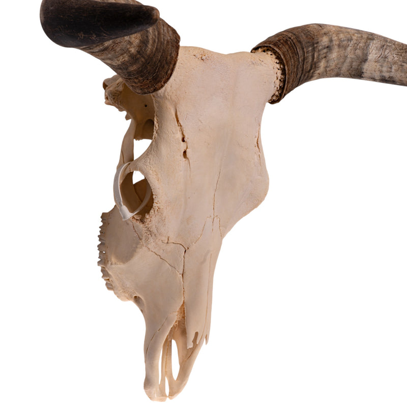 Real Longhorn Skull