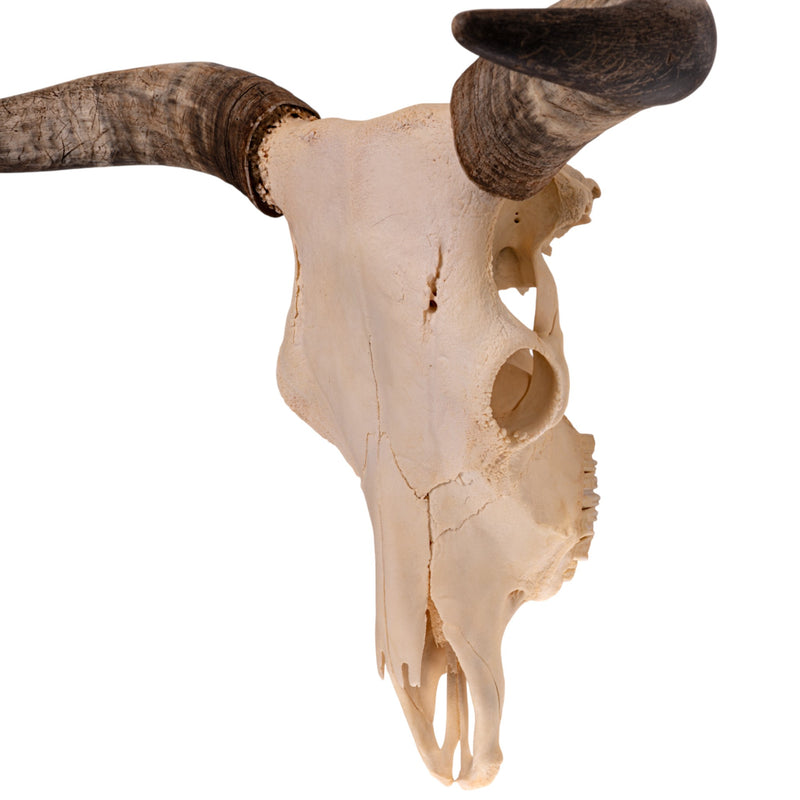 Real Longhorn Skull