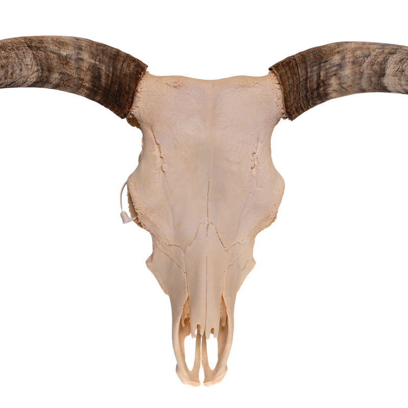 Real Longhorn Skull