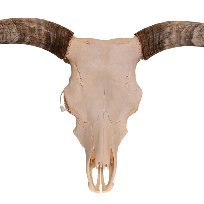 Real Longhorn Skull
