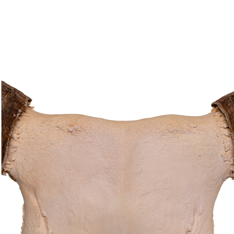 Real Longhorn Skull