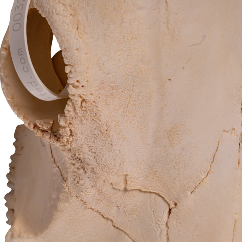 Real Longhorn Skull