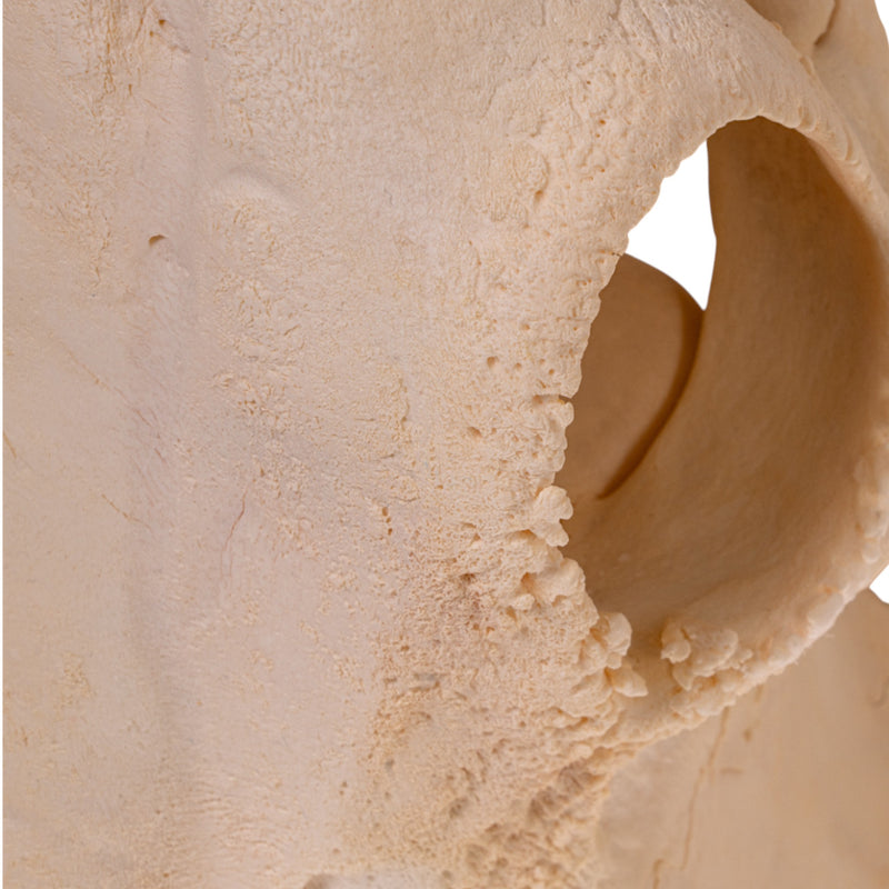 Real Longhorn Skull