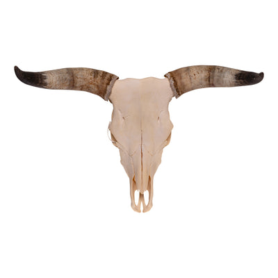 Real Longhorn Skull