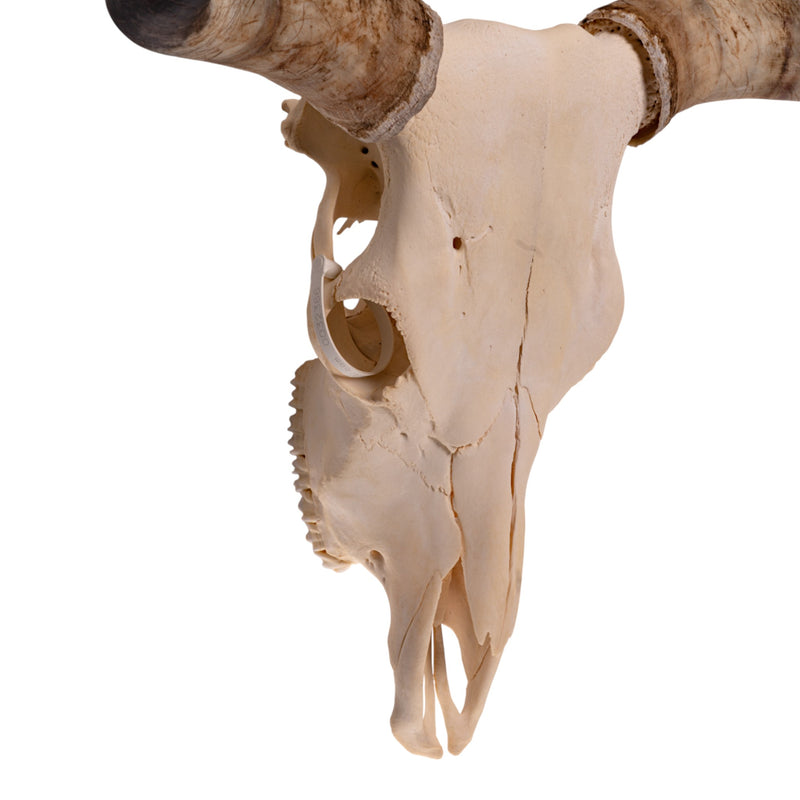 Real Longhorn Skull