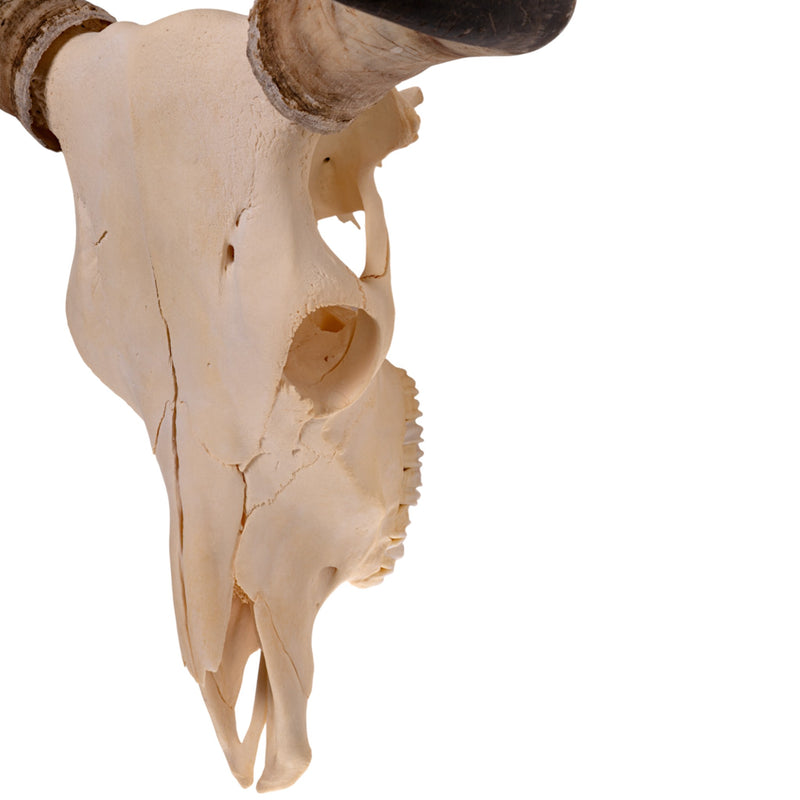 Real Longhorn Skull