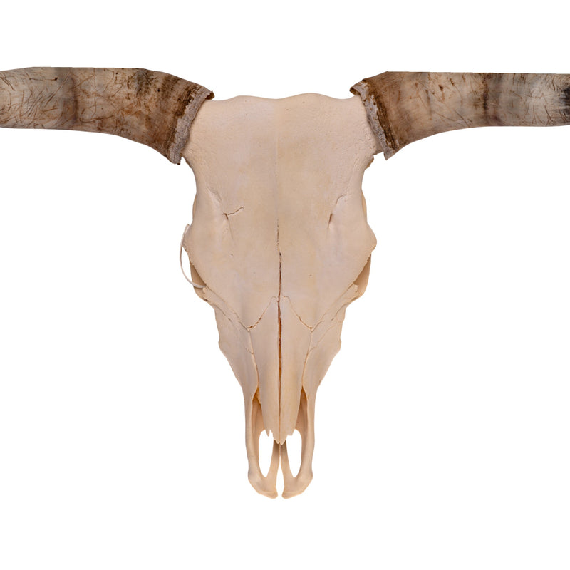 Real Longhorn Skull