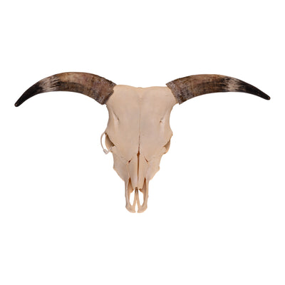 Real Longhorn Skull
